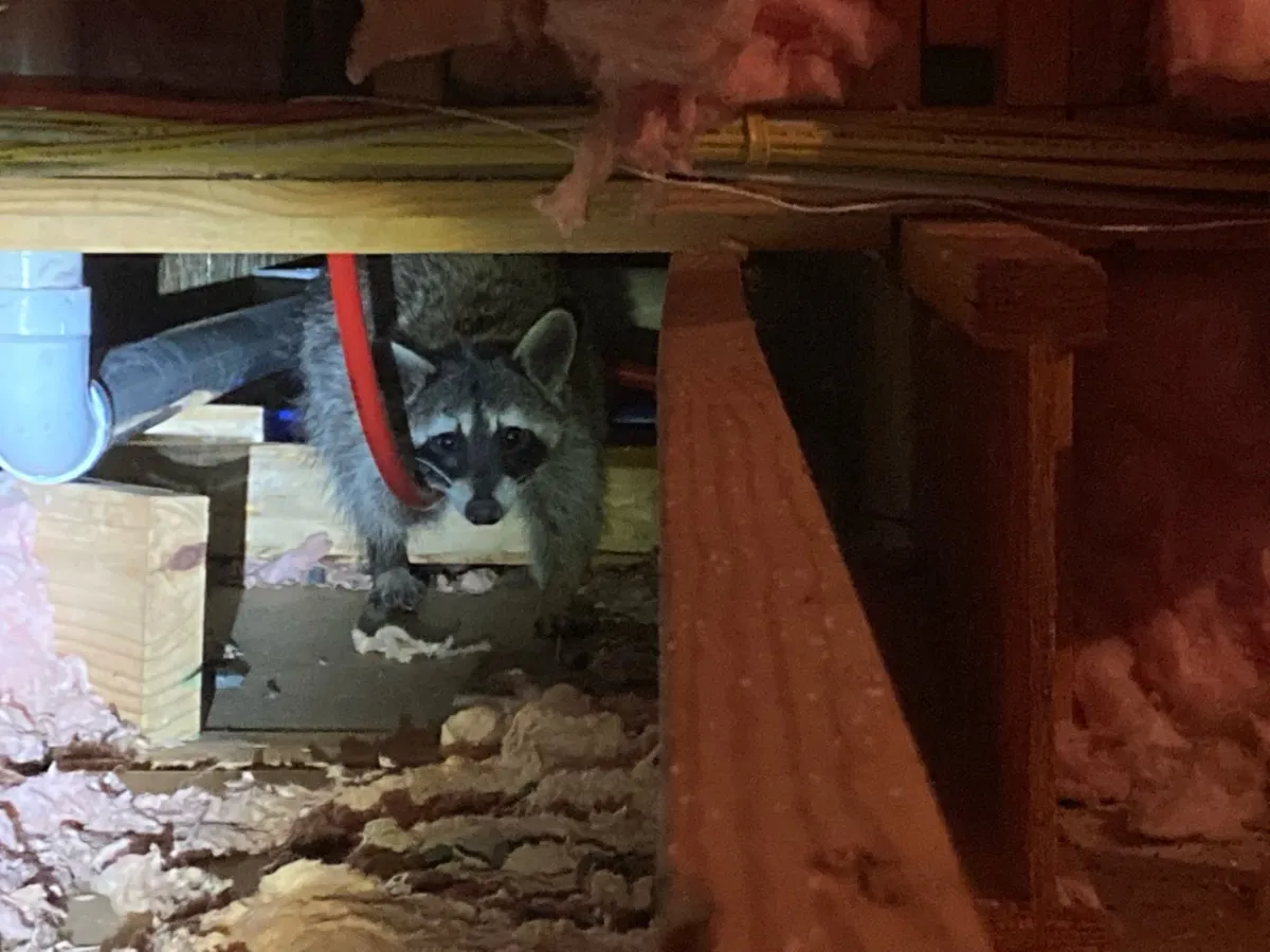 How To Remove Raccoons From A Crawl Space