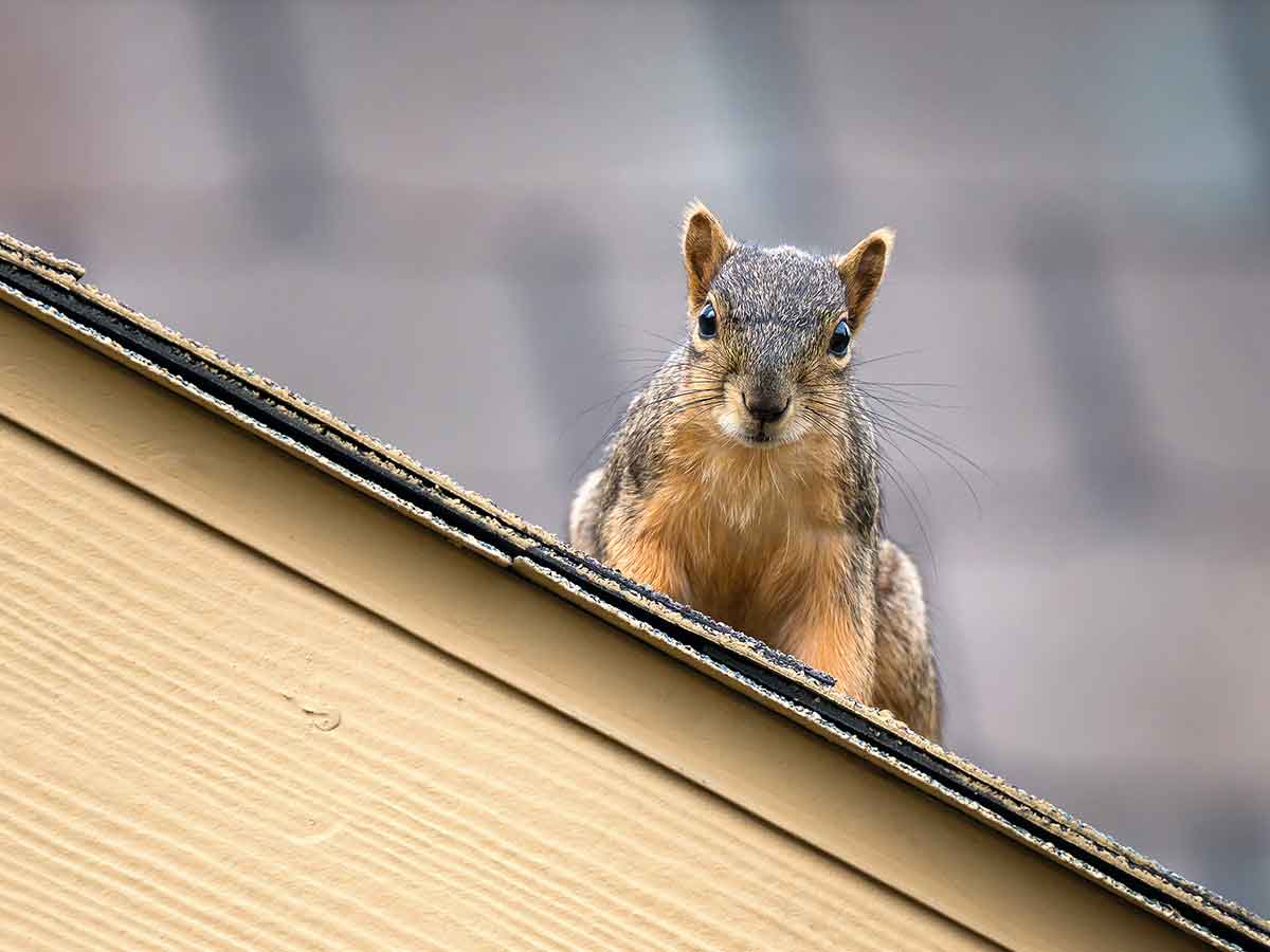 How To Remove Squirrels From A Shed