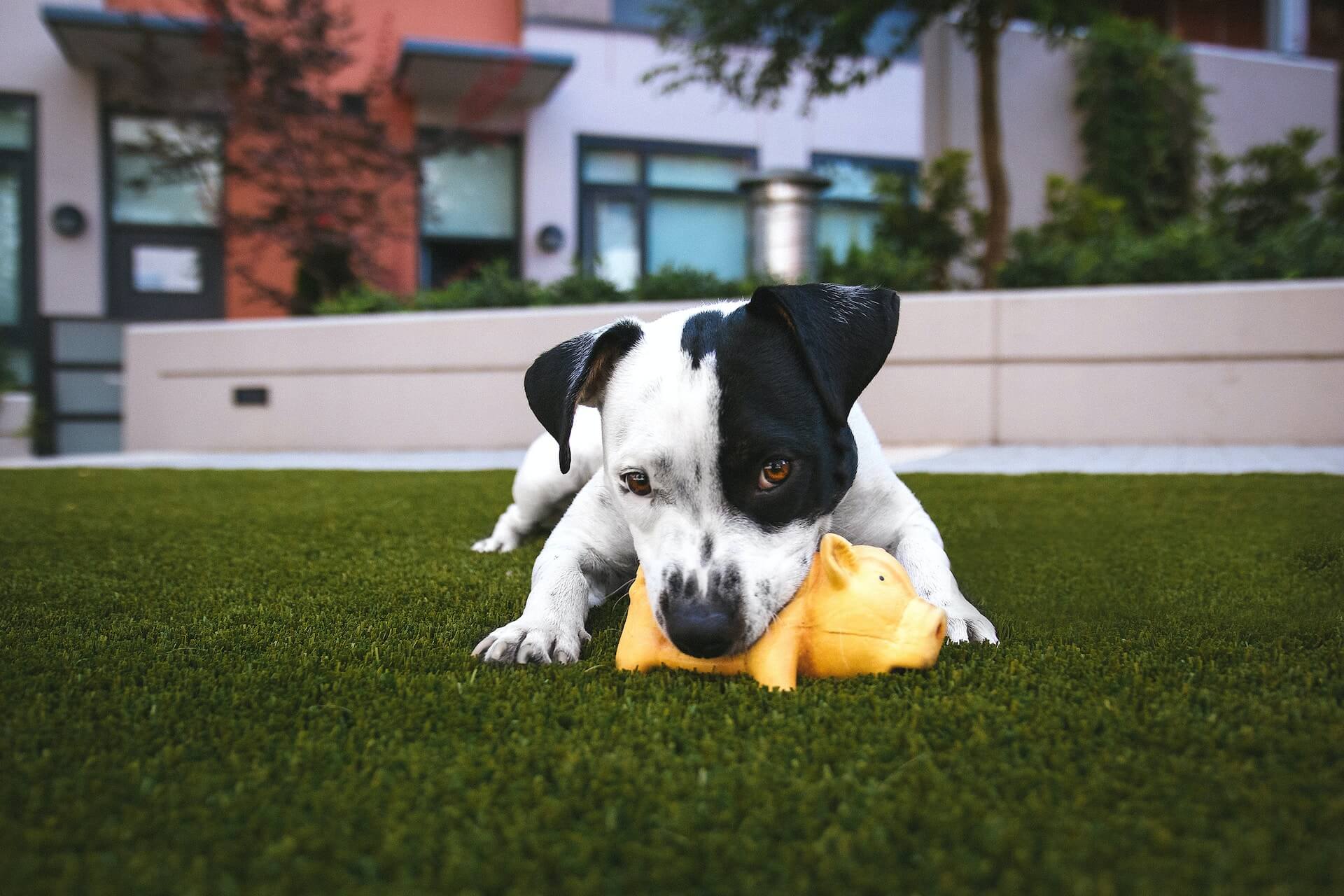 How To Remove Urine Smell From Artificial Grass