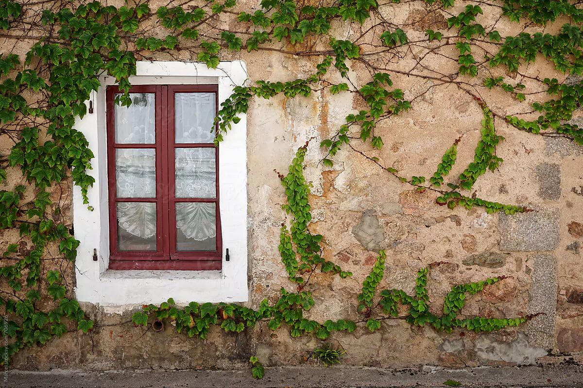 How To Remove Vines From Stucco
