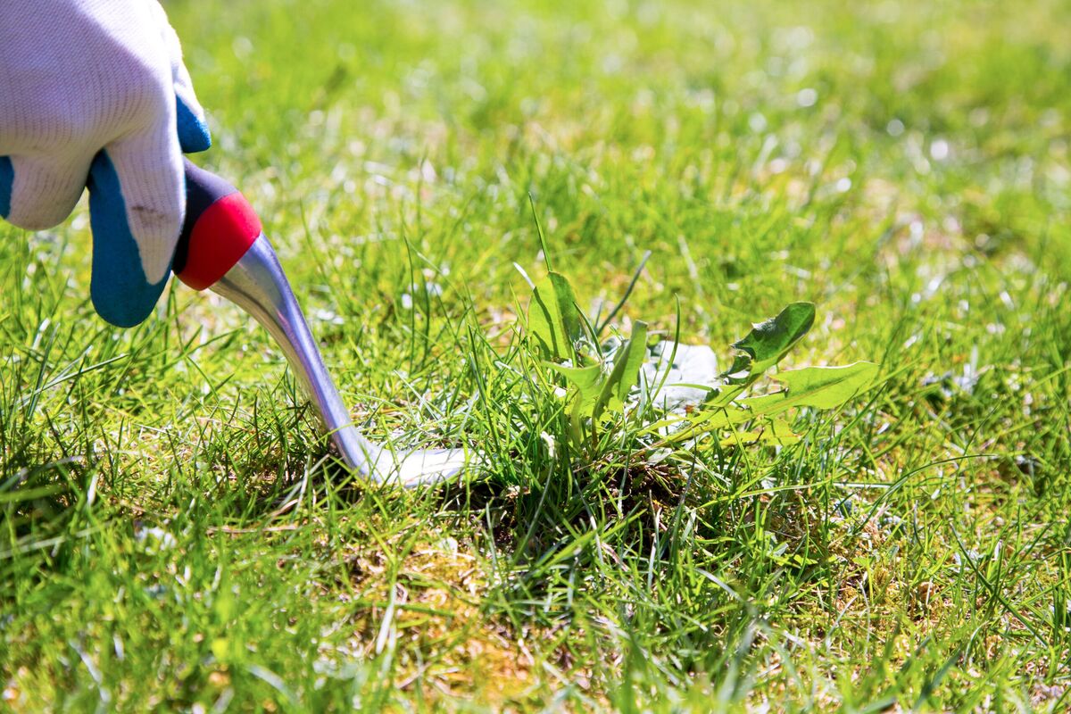 How To Remove Weeds Without Killing Grass
