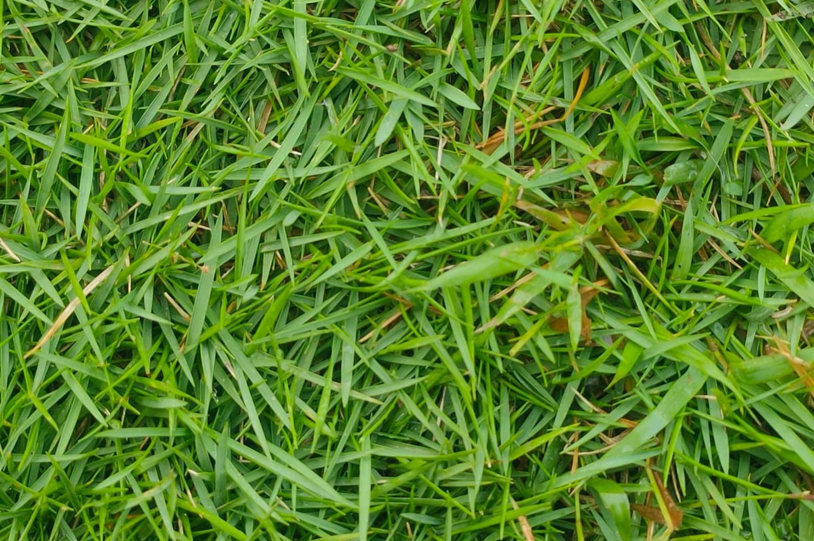 How To Remove Zoysia Grass