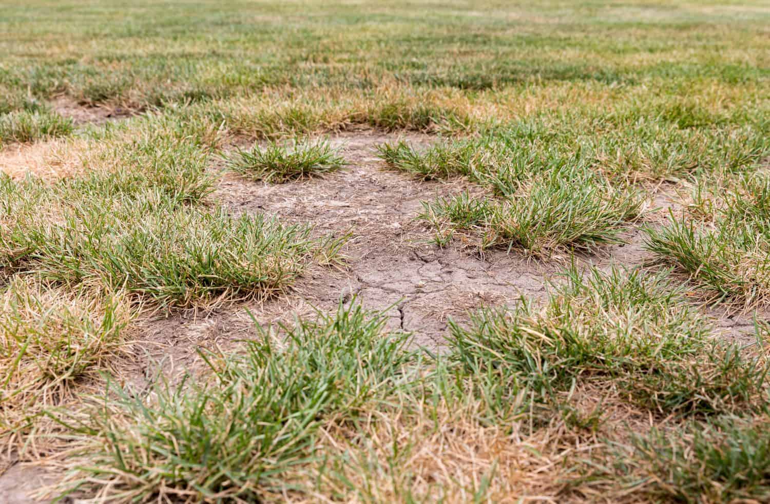 How To Repair Dead Grass Areas