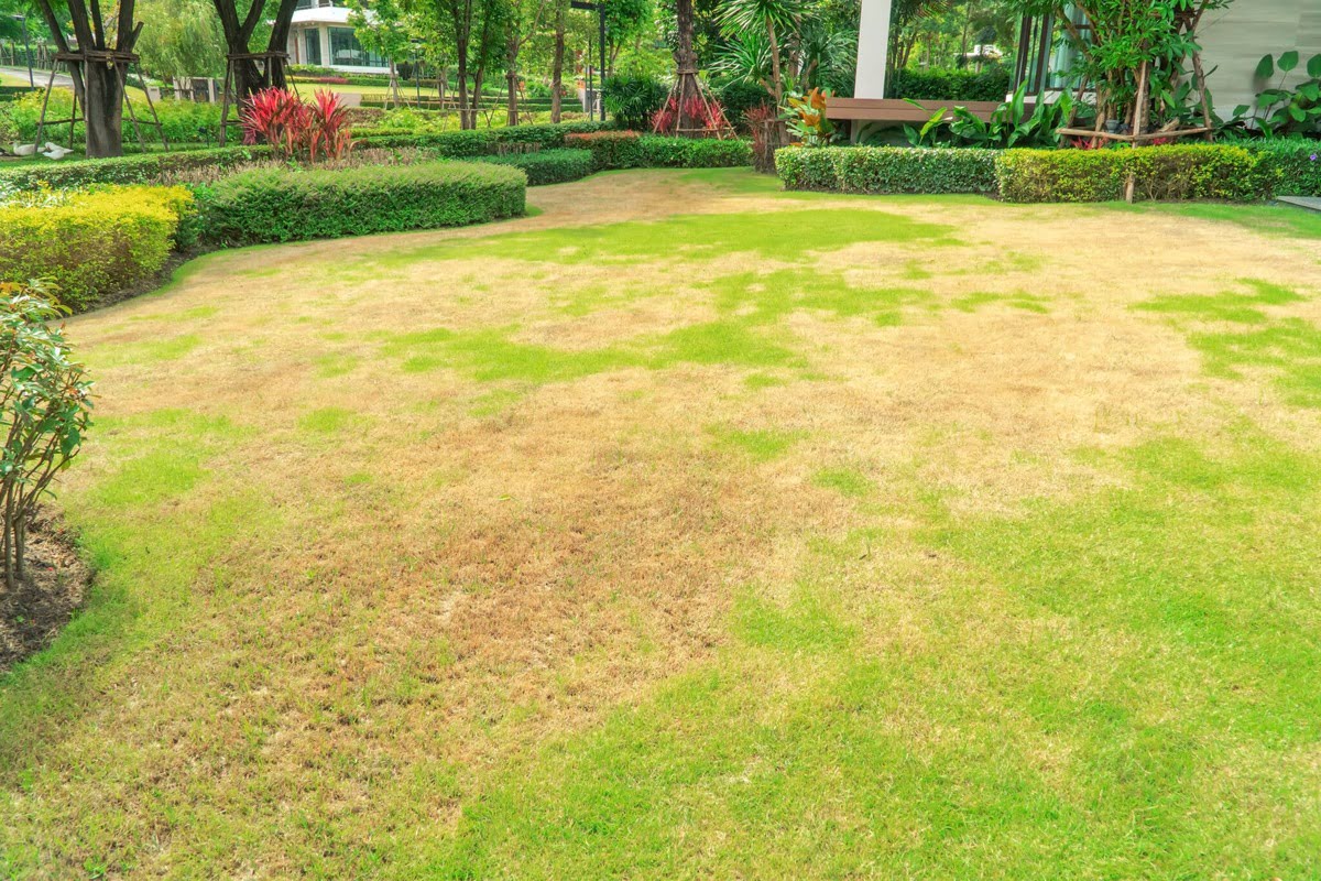 How To Repair Dry Grass