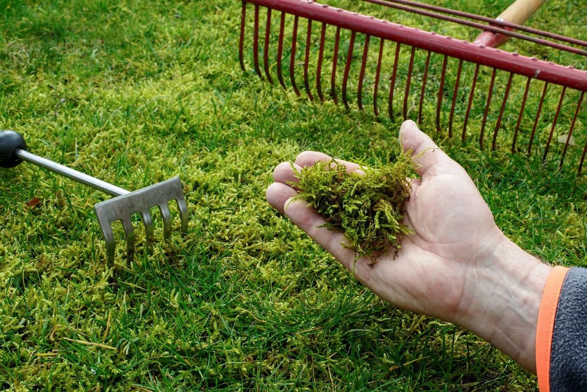 How To Replace Grass With Moss