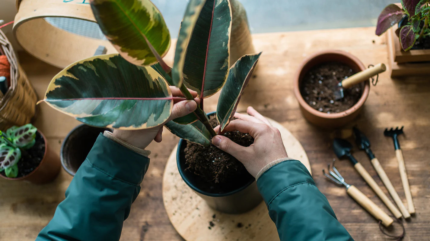 How To Repot An Outdoor Plant
