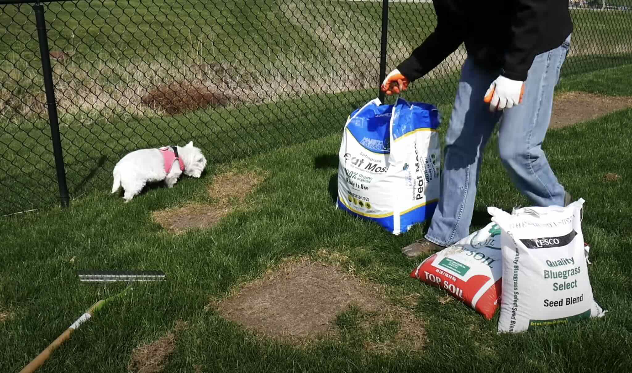How To Restore Grass In Yard