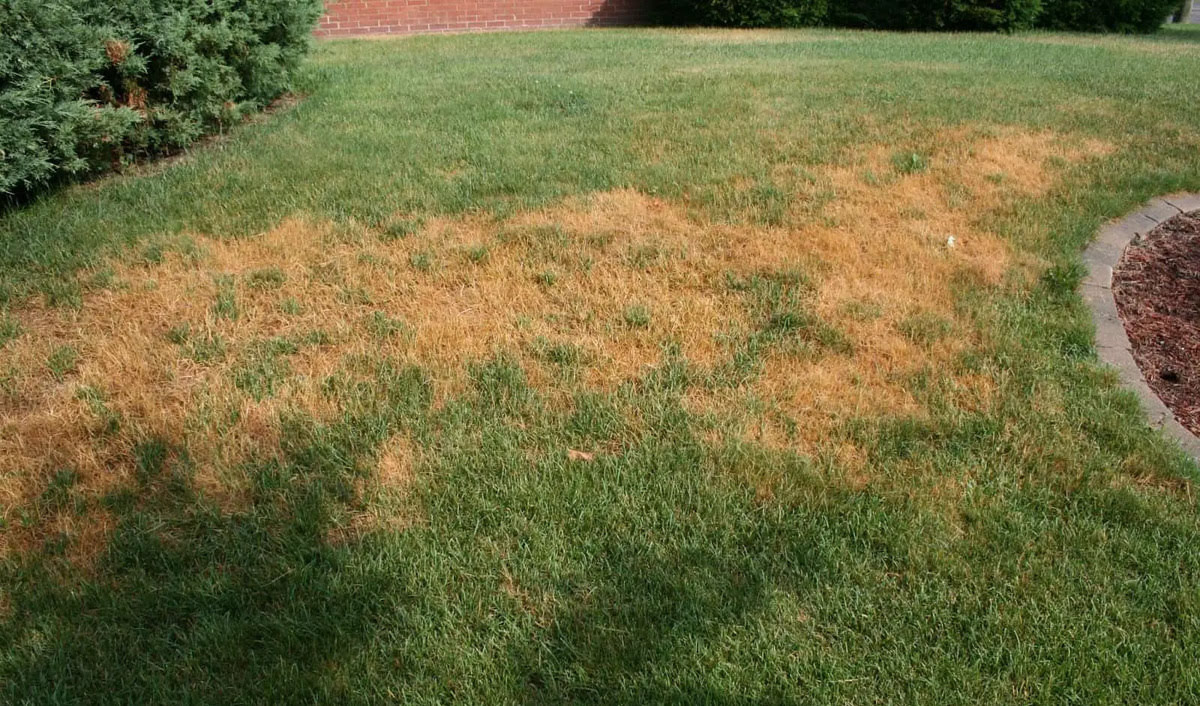 How To Revive Burnt Grass