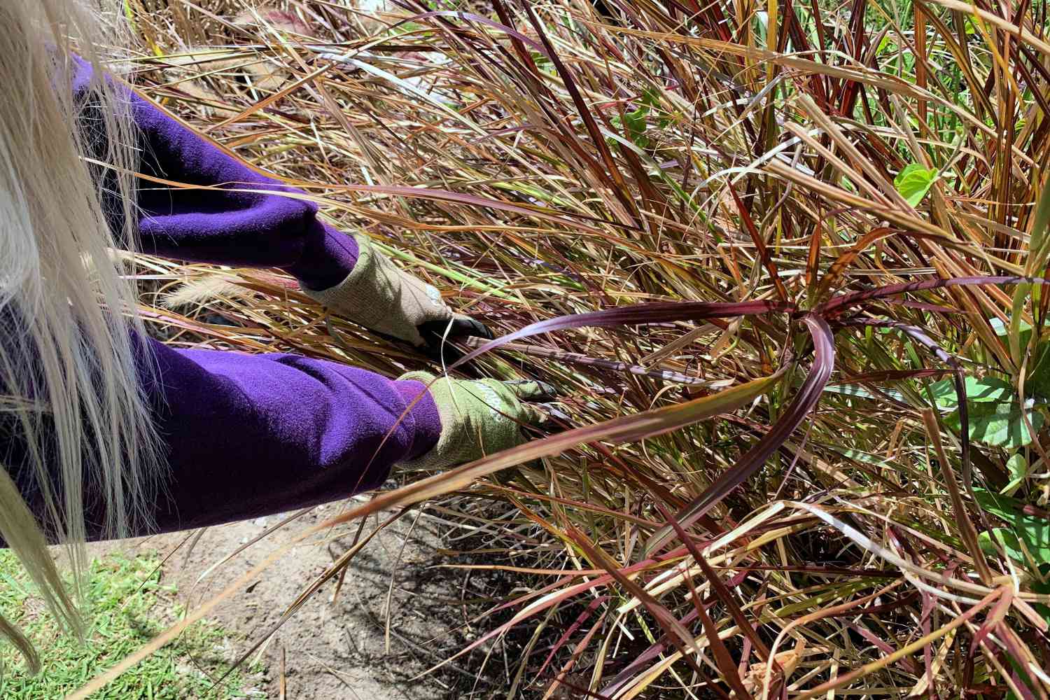 How To Revive Ornamental Grass