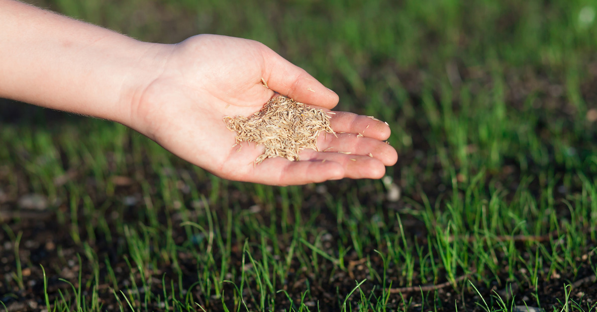 How To Seed Grass In Florida