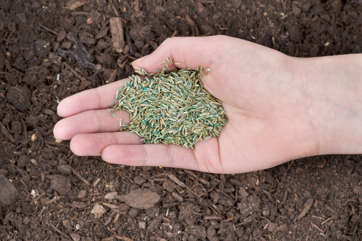 How To Seed Over Dead Grass