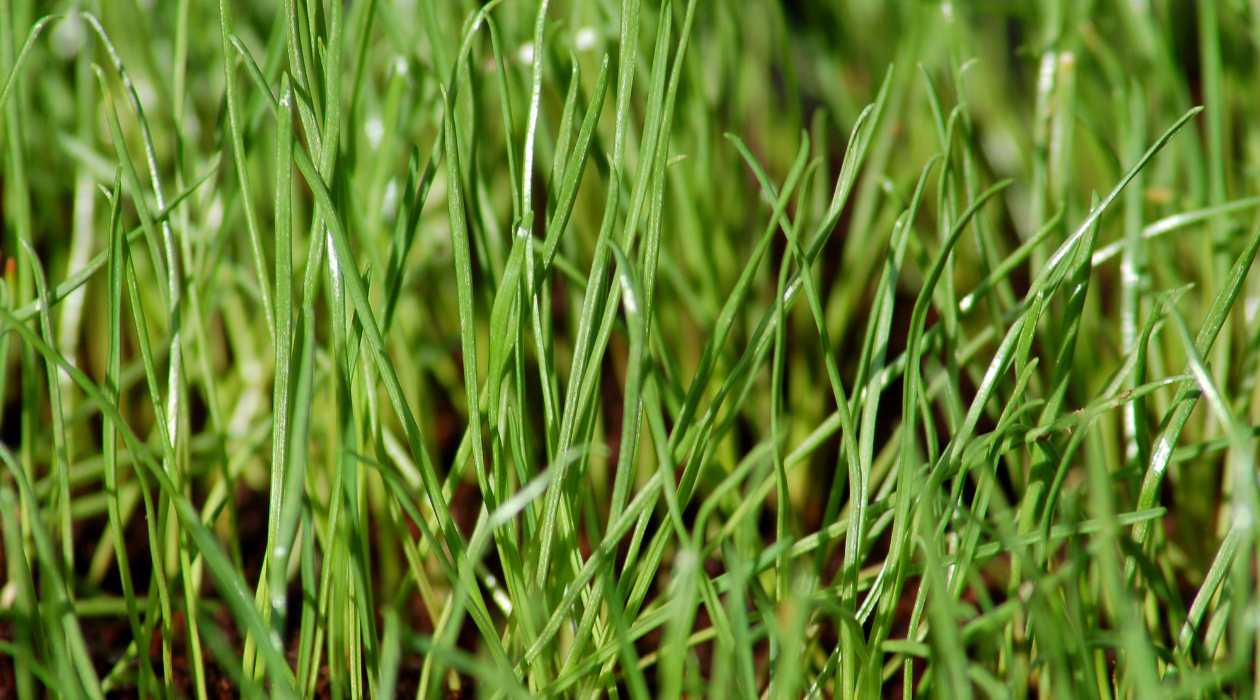 How To Seed Rye Grass