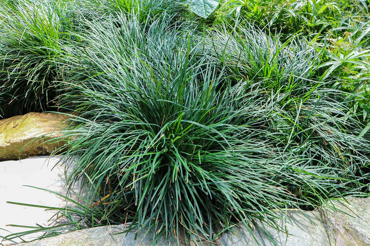 How To Separate Monkey Grass