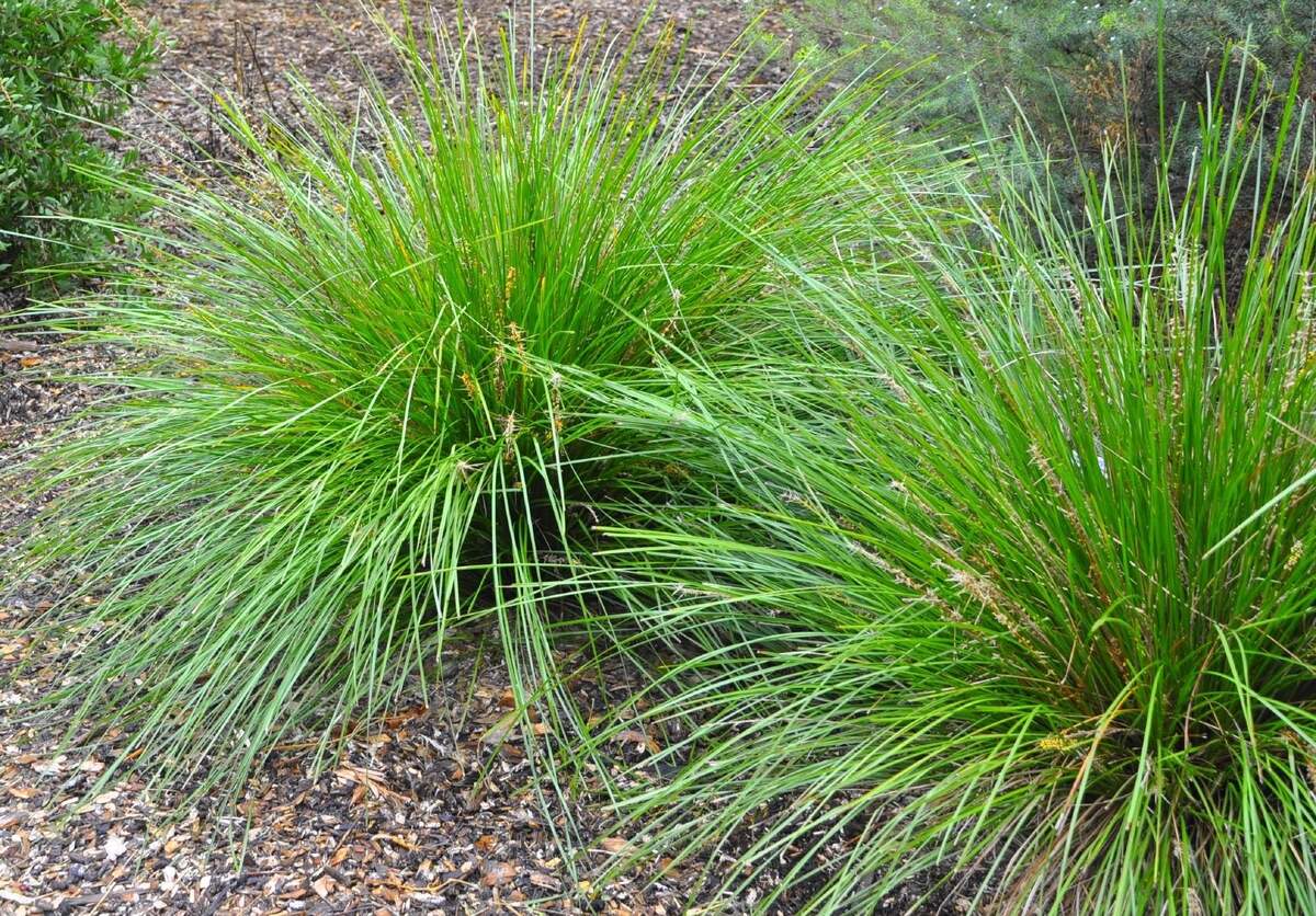 How To Split Ornamental Grass