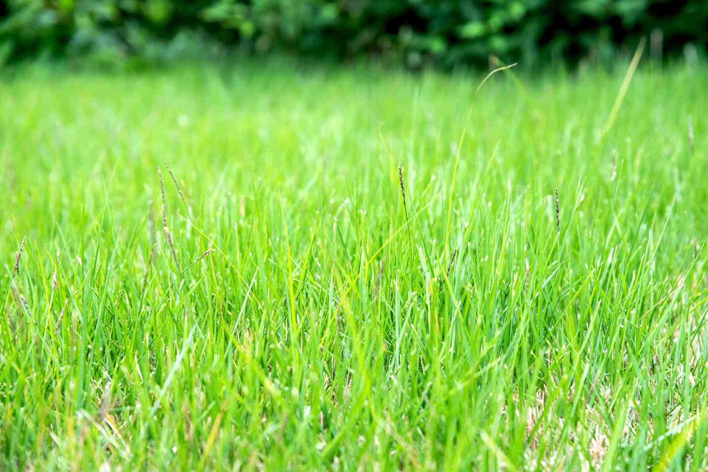 How To Spread Zoysia Grass