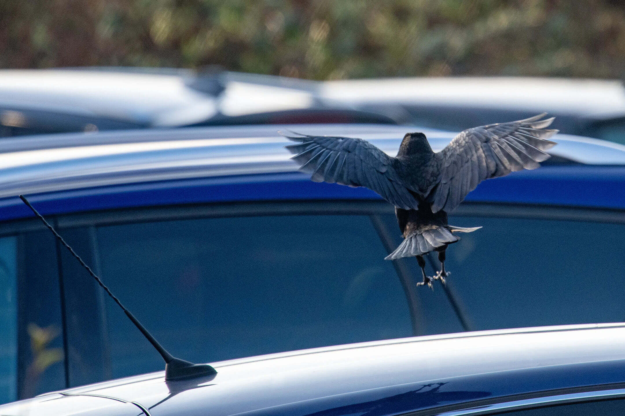 How To Stop Birds From Attacking Car Windows