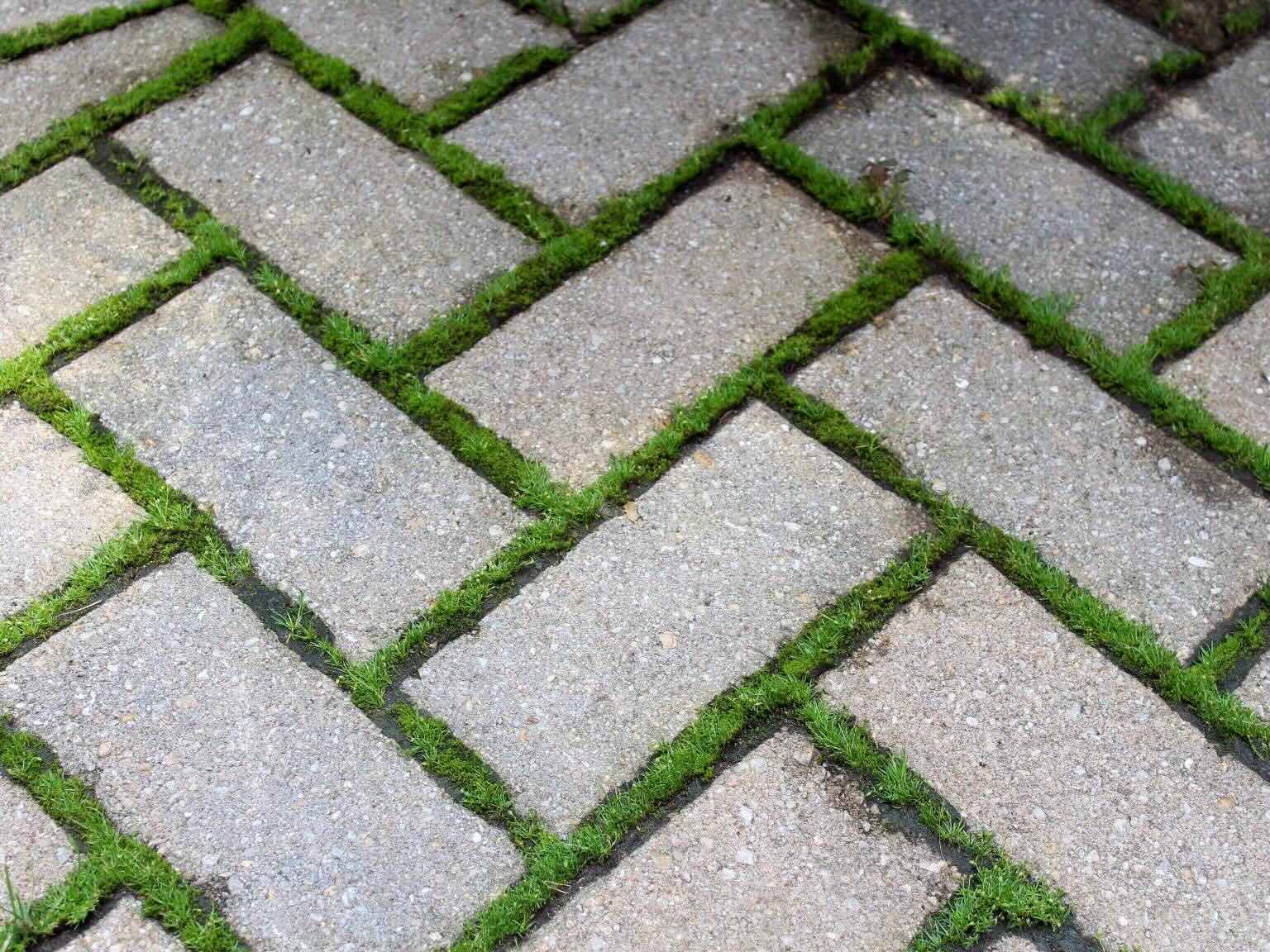 how-to-stop-grass-from-growing-between-pavers-storables