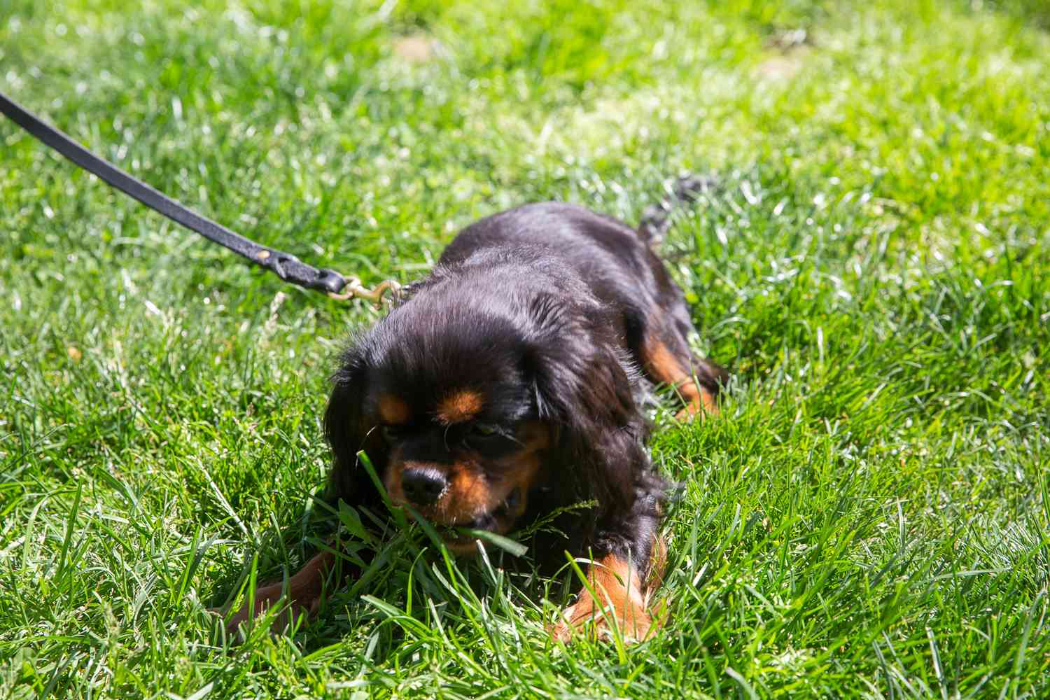 How To Stop My Puppy From Eating Grass