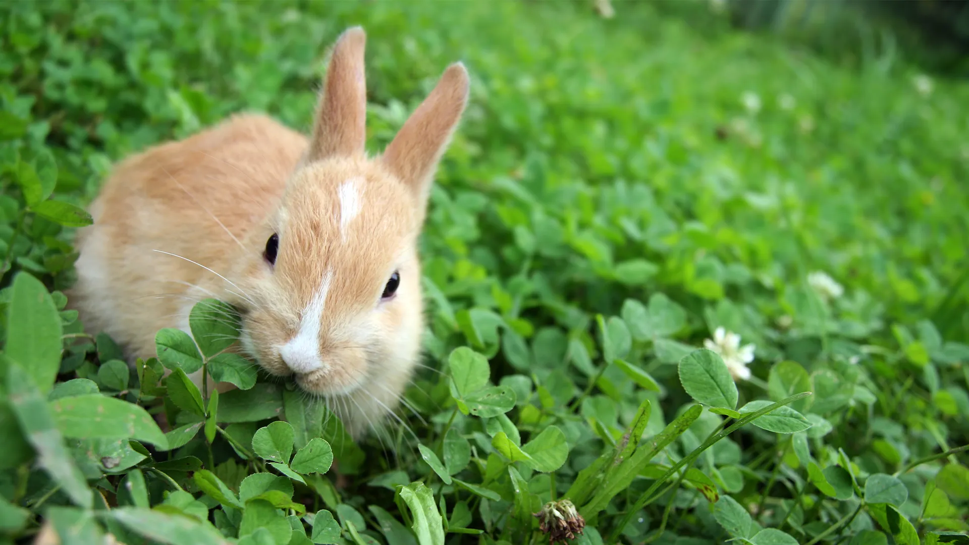 How To Stop Rabbits From Eating Grass