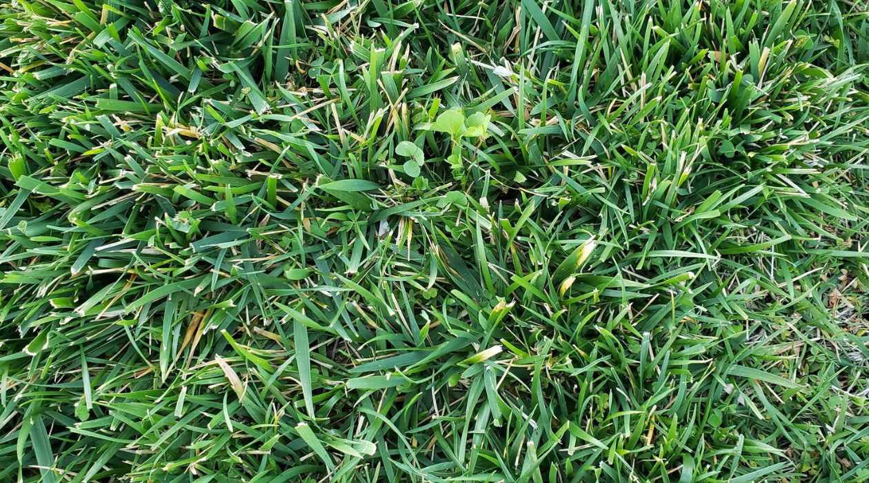 How To Stop Your Grass From Growing