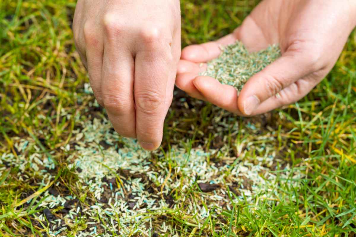 How To Take Care Of New Grass Seed