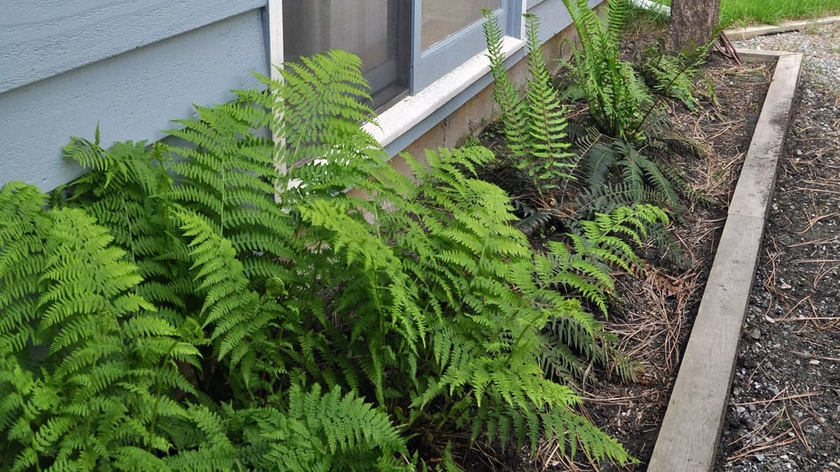 How To Take Care Of Outdoor Ferns