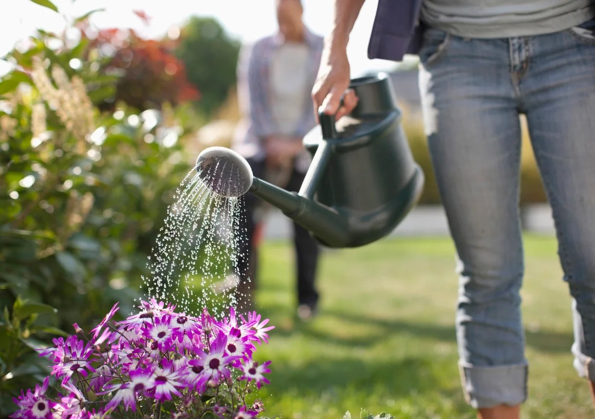 How To Take Care Of Outdoor Plants