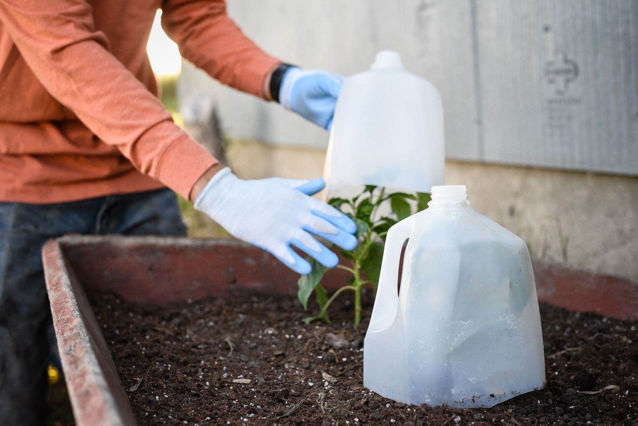 How To Take Care Of Outdoor Plants During Winter