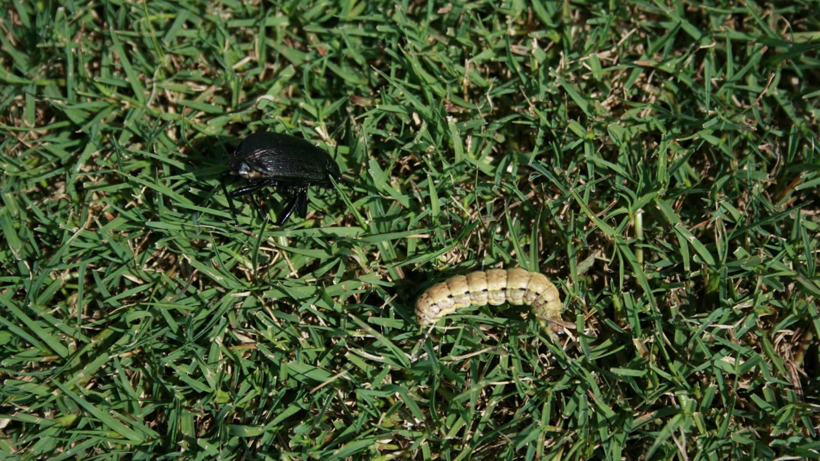 How To Tell If Bugs Are Killing Your Grass