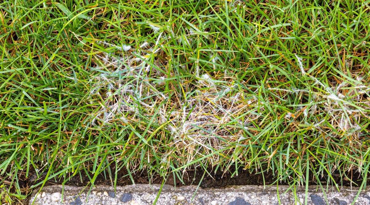 How To Tell If Grass Has Fungus
