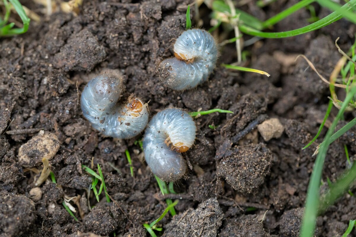 How To Tell If Grubs Are Killing Grass