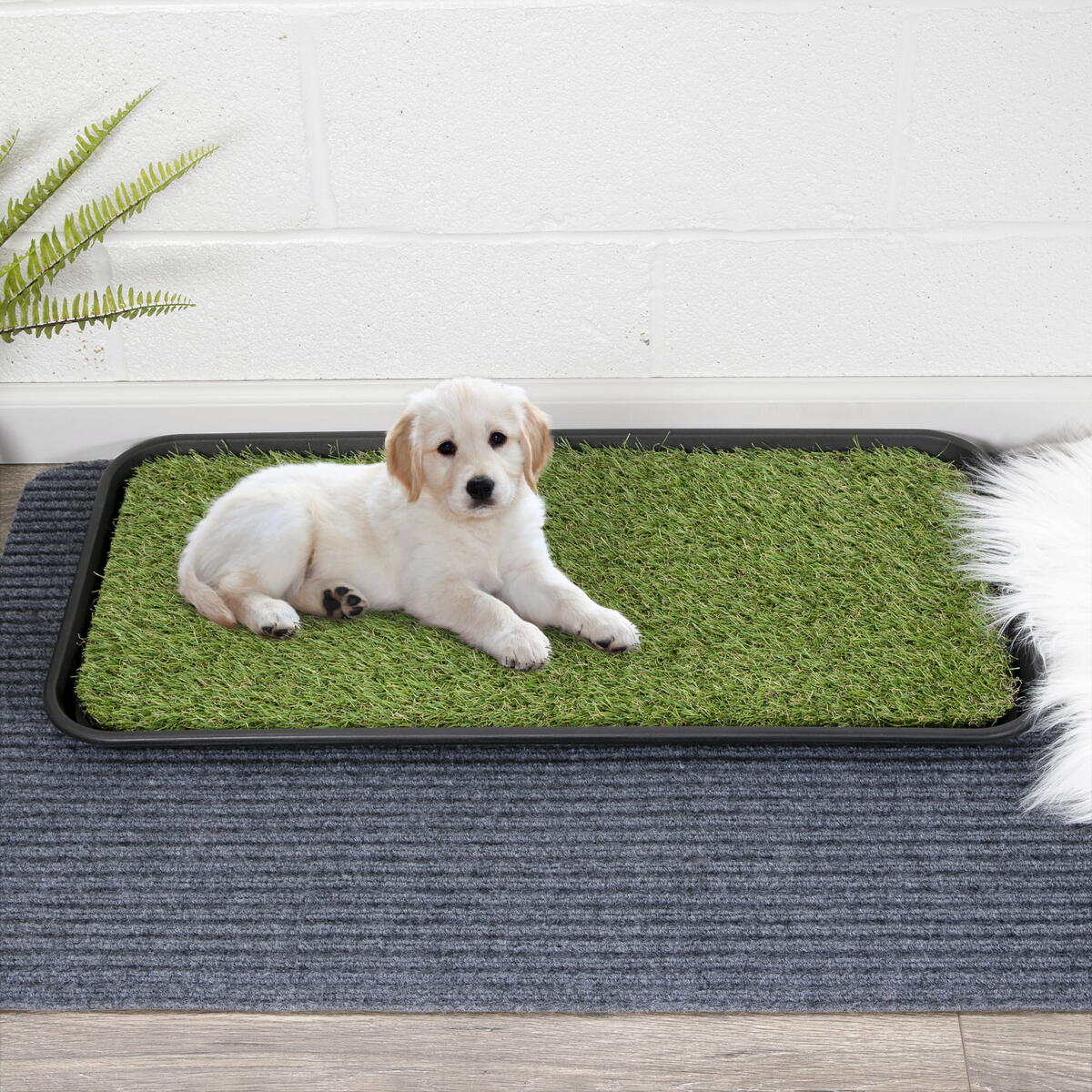 How To Train A Puppy To Pee On A Grass Pad