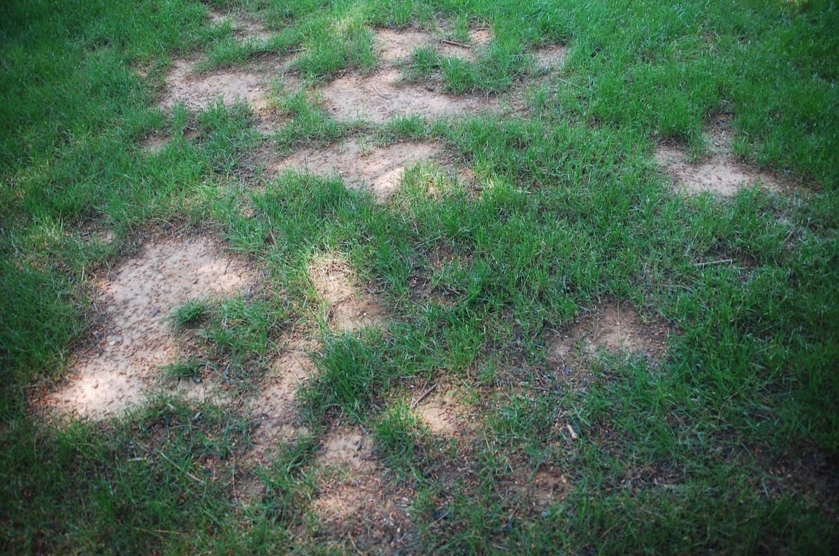How To Treat Dead Grass Patches