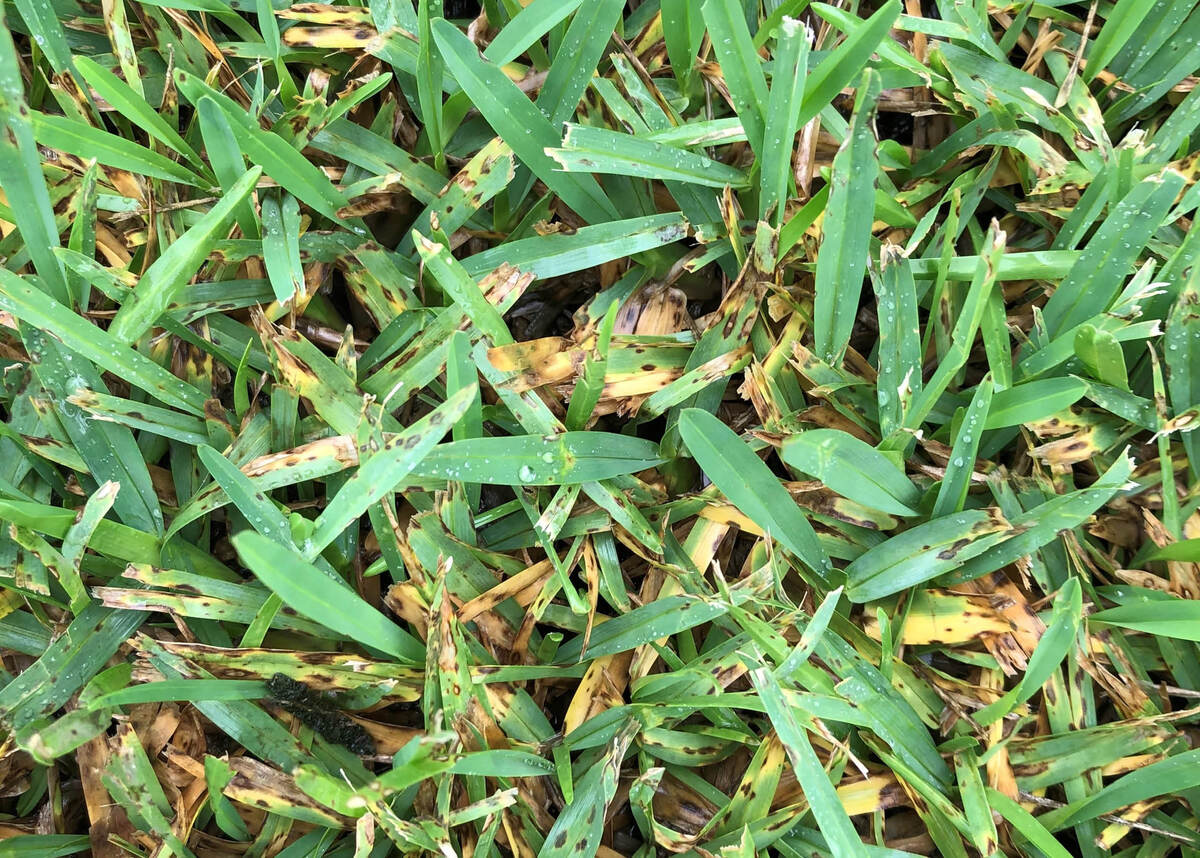 How To Treat Fungus On St. Augustine Grass