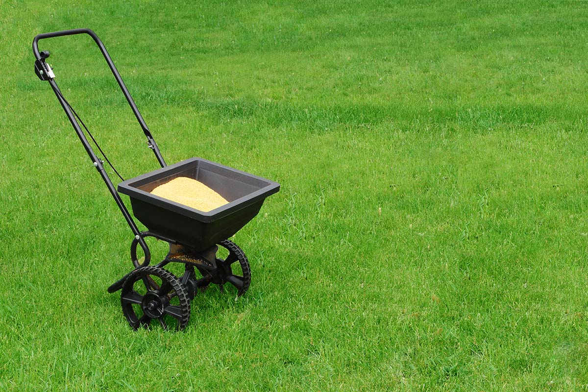 How To Treat Grass In Spring
