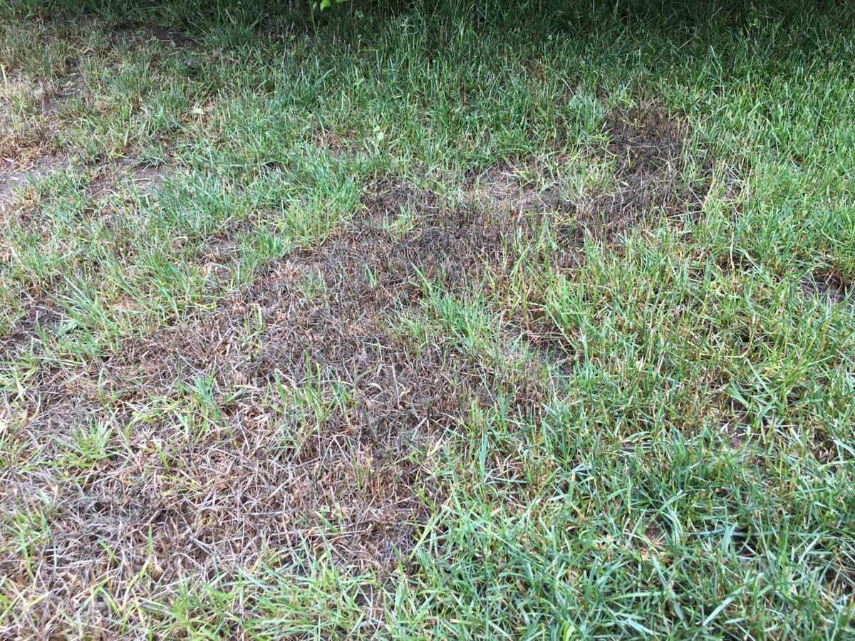 How To Treat Patchy Grass