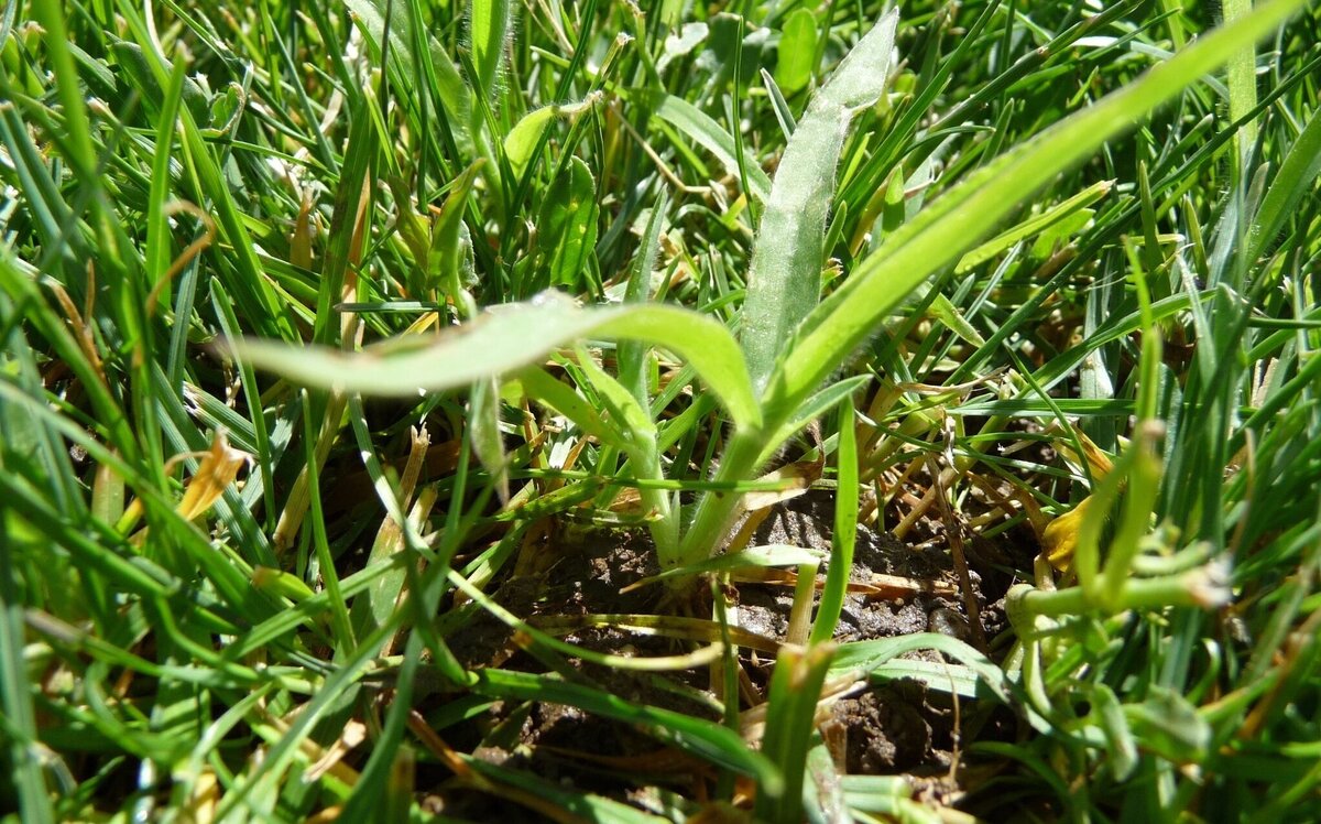 How To Treat Weeds In Bermuda Grass