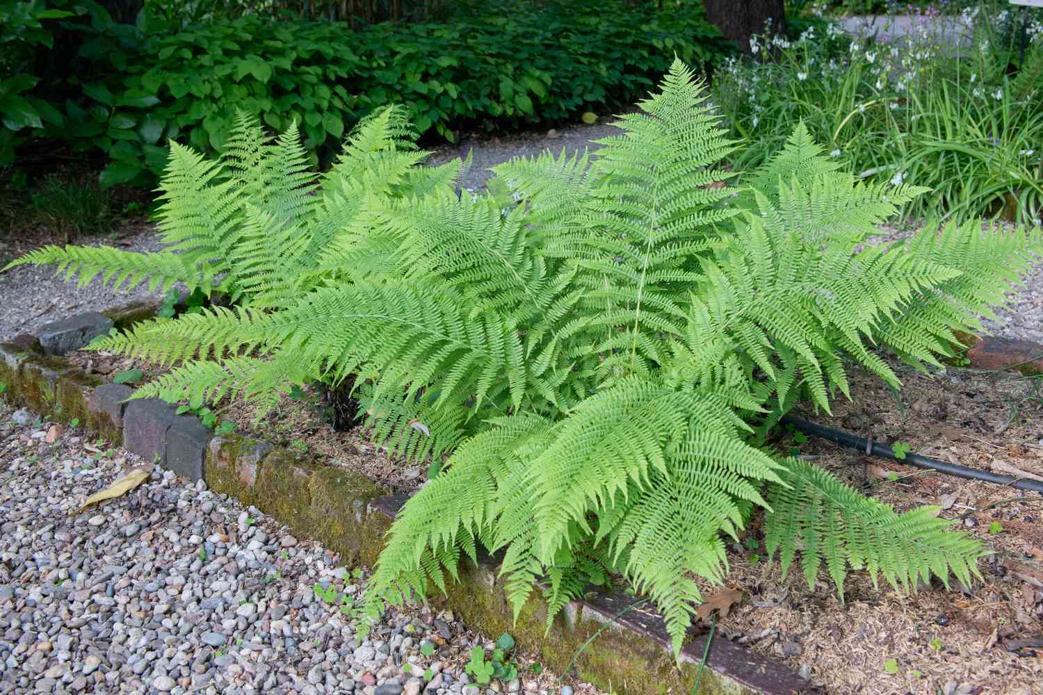 How To Trim Outdoor Ferns