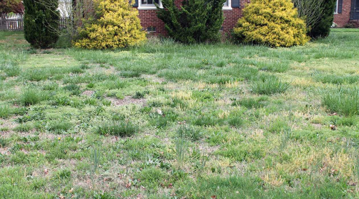 How To Turn A Weed Yard Into Grass