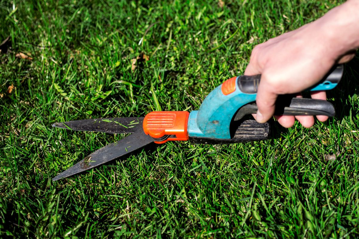 How To Use Grass Shears