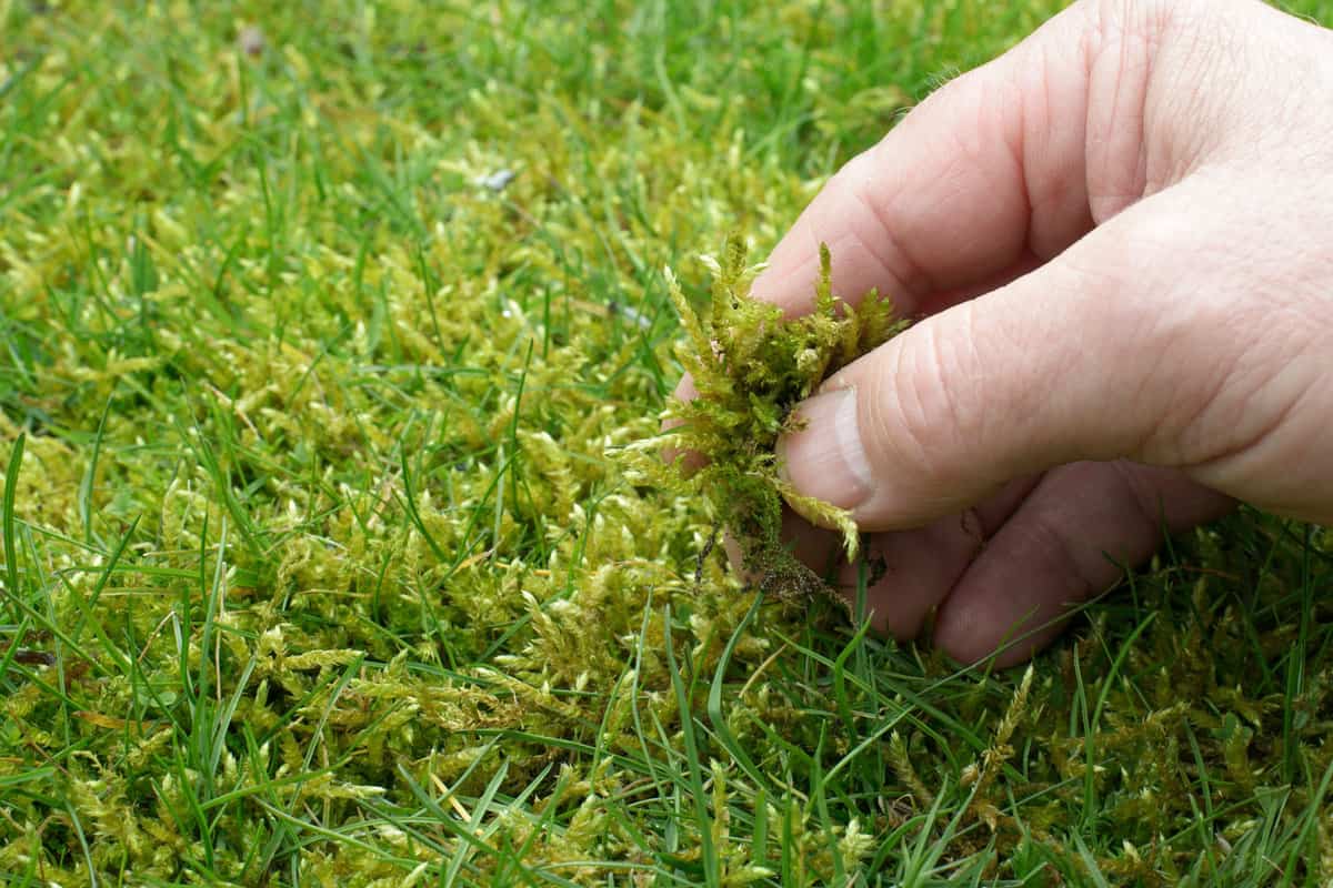 How To Use Peat Moss To Grow Grass