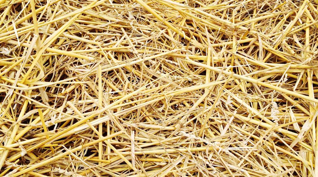 How To Use Straw For Grass Seed