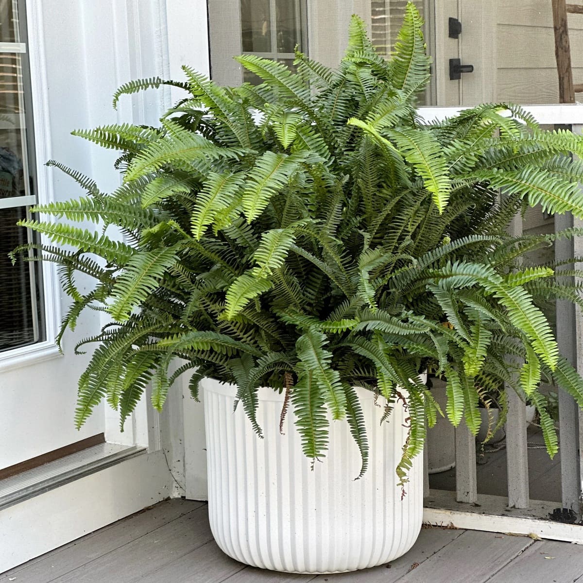 How To Winterize Outdoor Ferns
