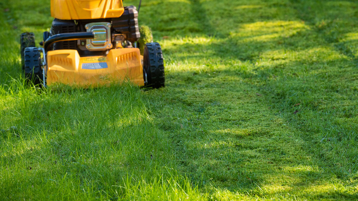 Is It Bad To Cut Grass When Hot