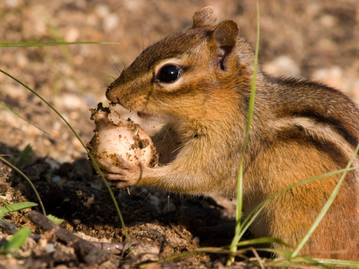 What Animals Eat Flower Bulbs