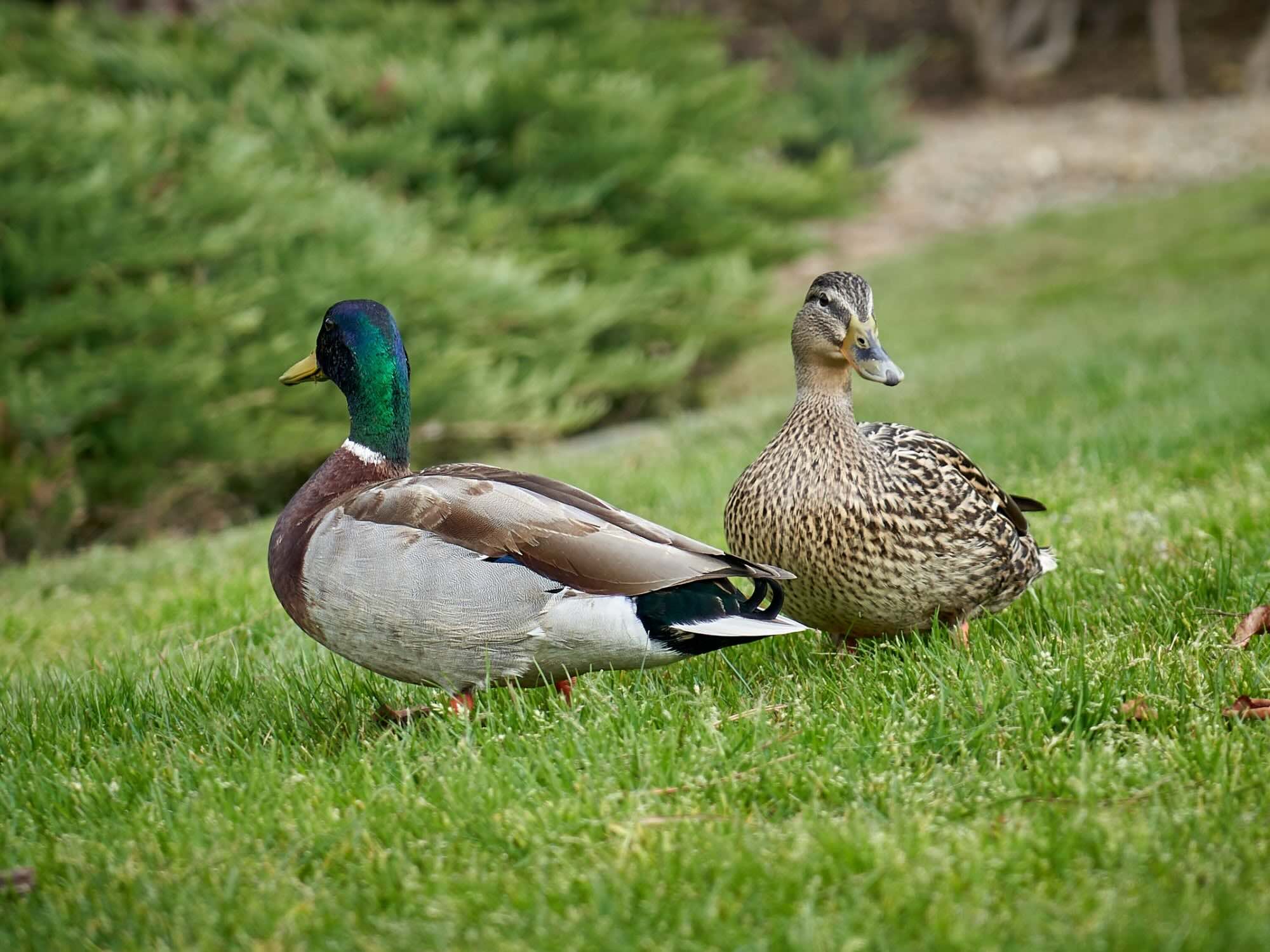 What Are Ducks Eating In The Grass
