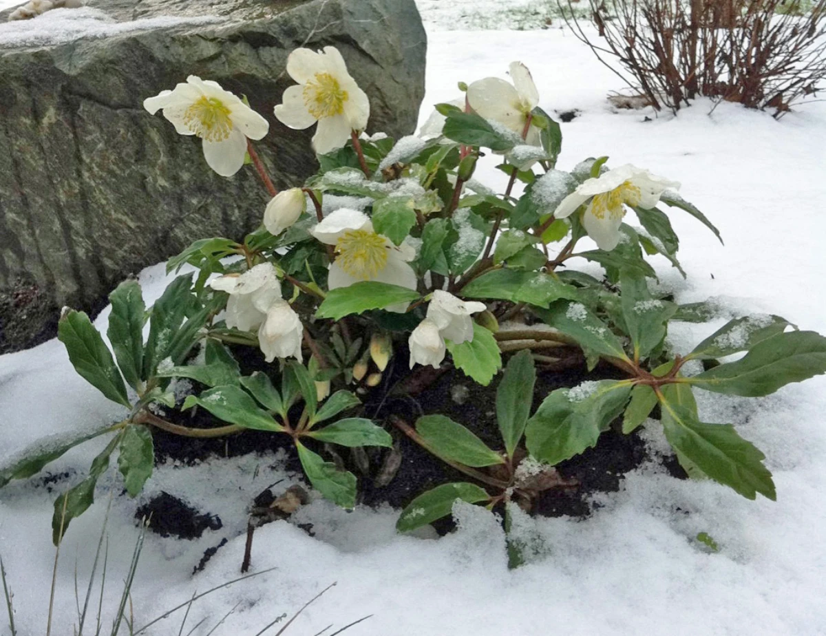 What Are Good Outdoor Winter Plants