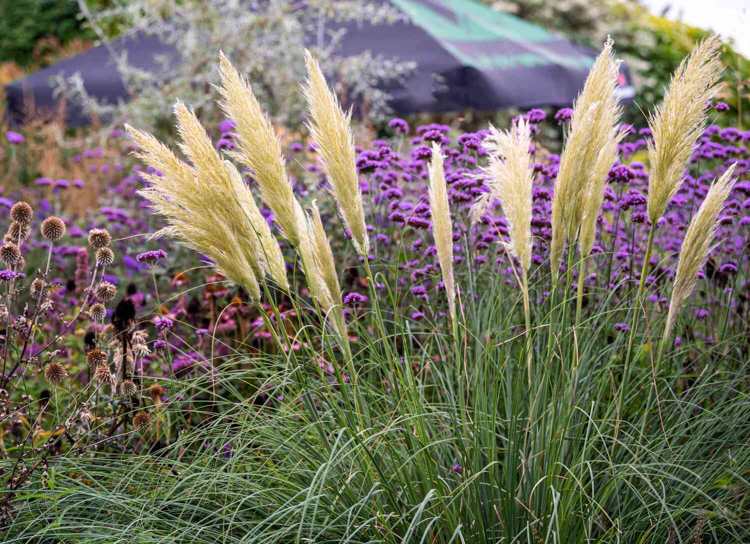 What Are Pampas Grass