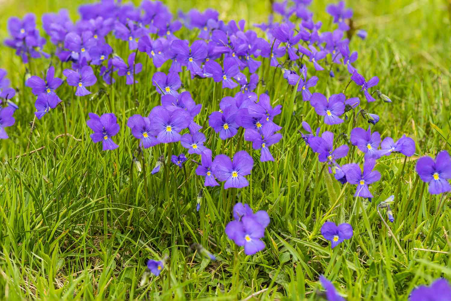 What Are Purple Flowers In Grass