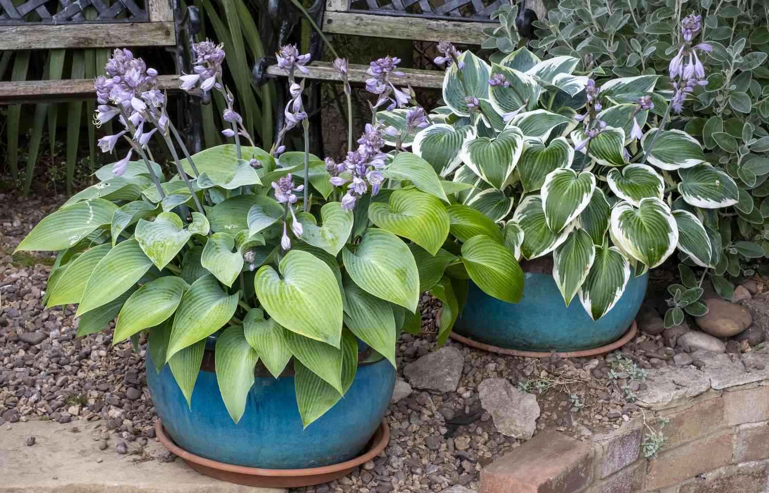 What Are The Best Low Maintenance Outdoor Potted Plants?